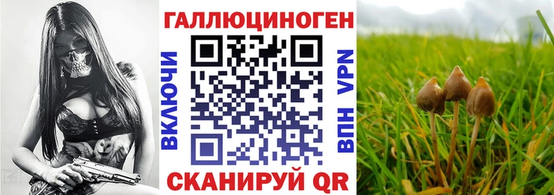 Галлюциногенные грибы Psilocybe  дарк нет наркотические препараты  Хасавюрт  закладки  KRAKEN зеркало 